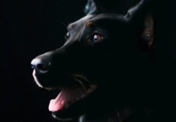 szilveszterkor elszokik a kutya 2026