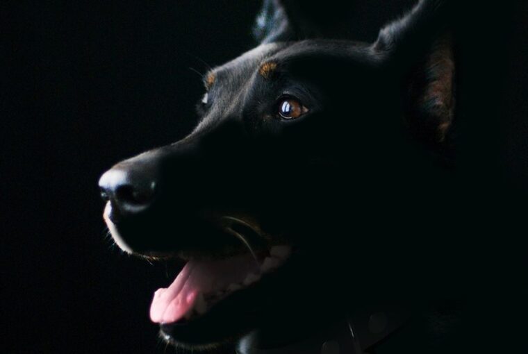 szilveszterkor elszokik a kutya 2026