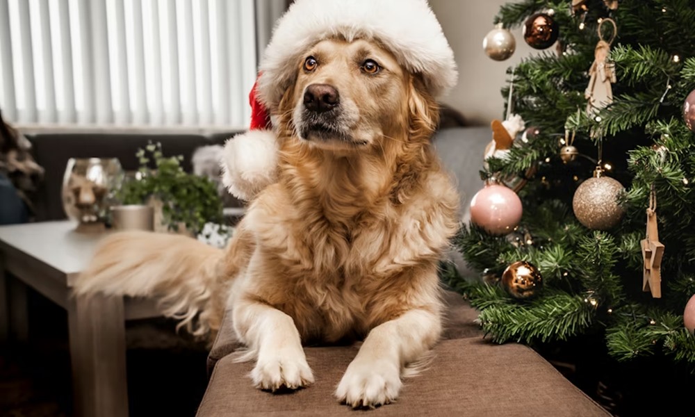 tiltolistas unnepi falatok 1