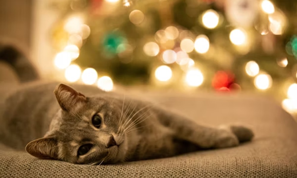 tiltolistas unnepi falatok 2