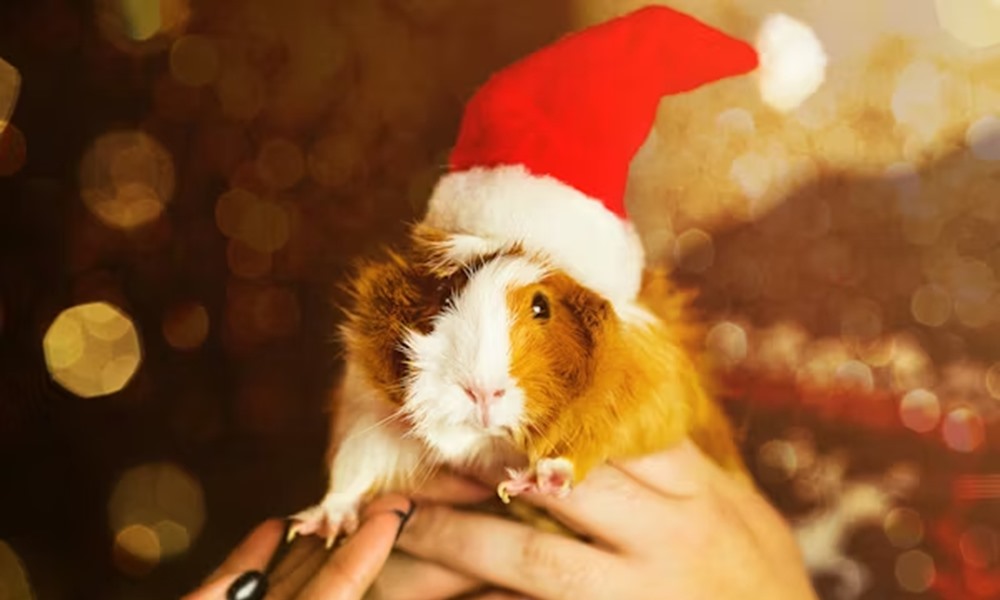 tiltolistas unnepi falatok 3