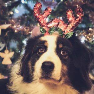 tiltolistas unnepi falatok