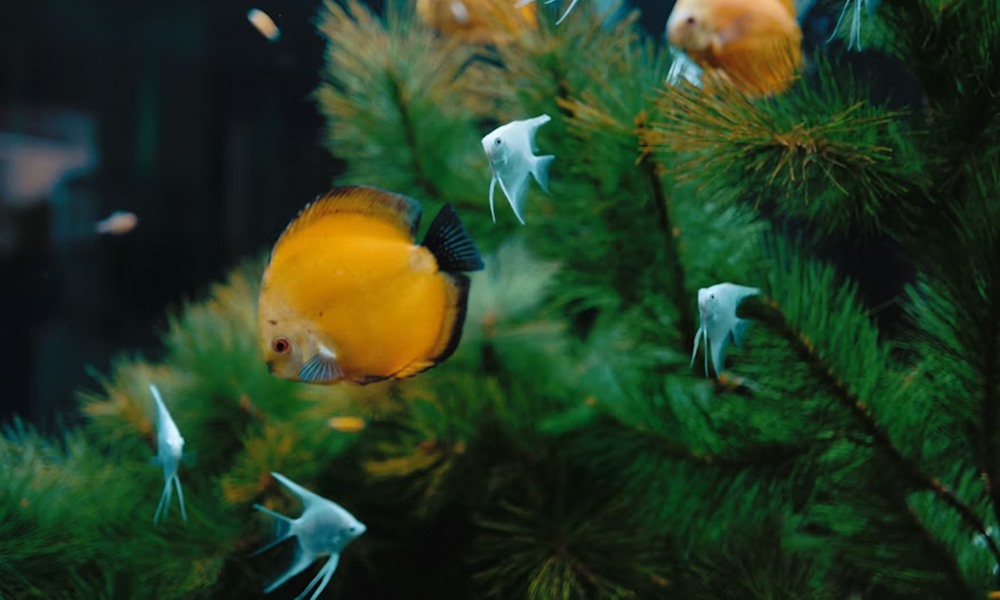 tiltolistas unnepi falatok 4