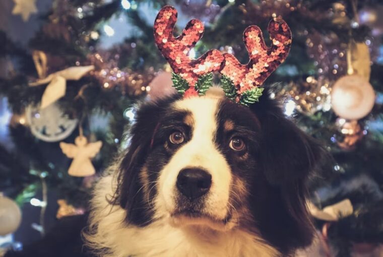 tiltolistas unnepi falatok