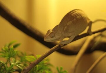 a terrarium futese telen 1