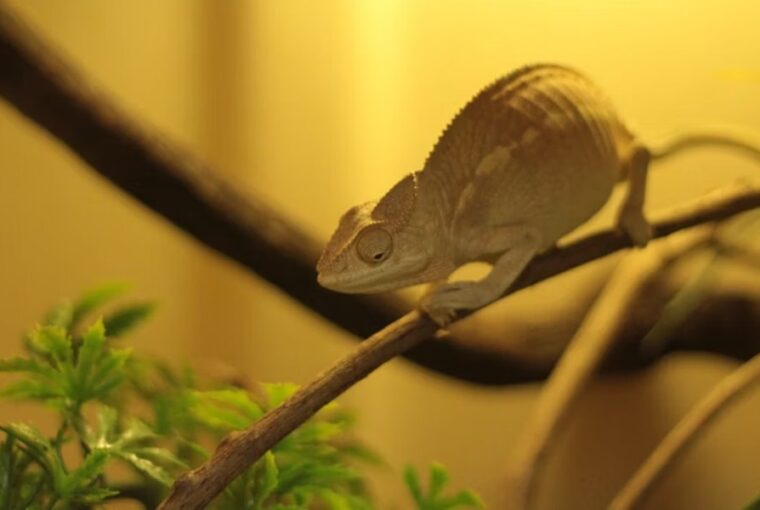 a terrarium futese telen 1