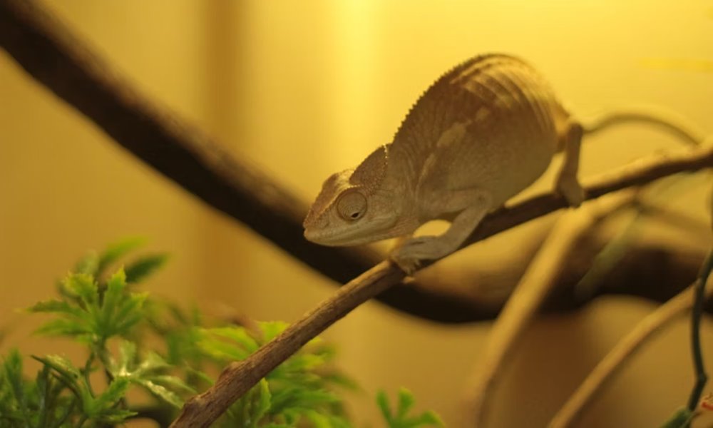 a terrarium futese telen 1