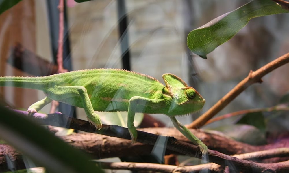 a terrarium futese telen 4 a terrarium futese telen 4