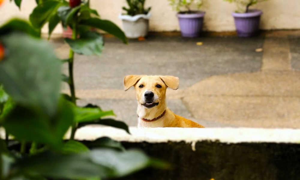 allatok eszreveszik ha rossz eszkozzel dolgozol 1 allatok eszreveszik ha rossz eszkozzel dolgozol 1