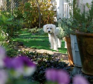 allatok eszreveszik ha rossz eszkozzel dolgozol