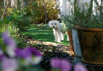 allatok eszreveszik ha rossz eszkozzel dolgozol