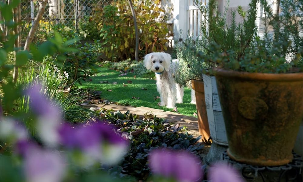 allatok eszreveszik ha rossz eszkozzel dolgozol