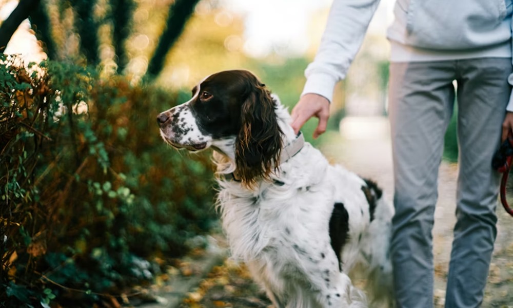 felelos kutyatartas 1