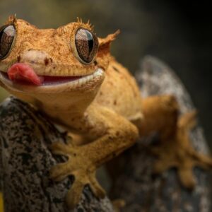 gyerek melle egzotikus allat 2 2026