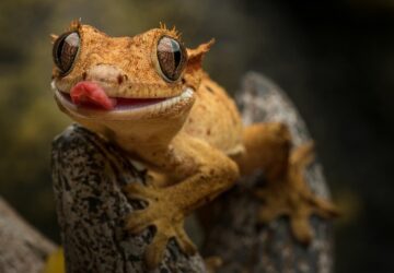 gyerek melle egzotikus allat 2 2026