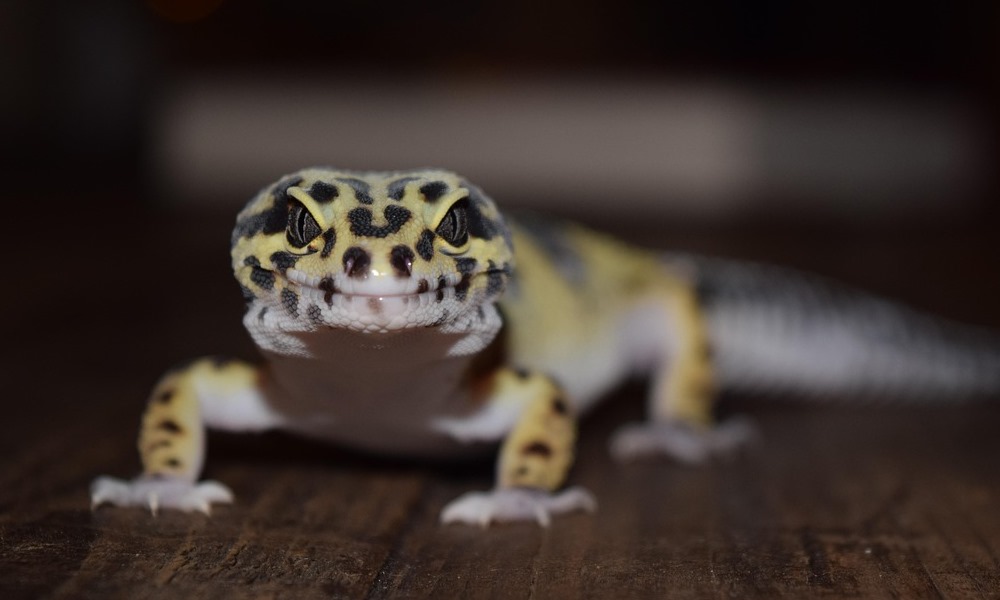 gyerek melle egzotikus allat 2026