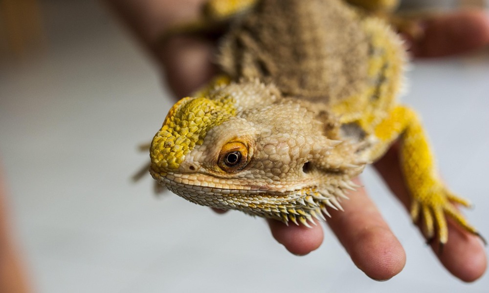 gyerek melle egzotikus allat 3 2026