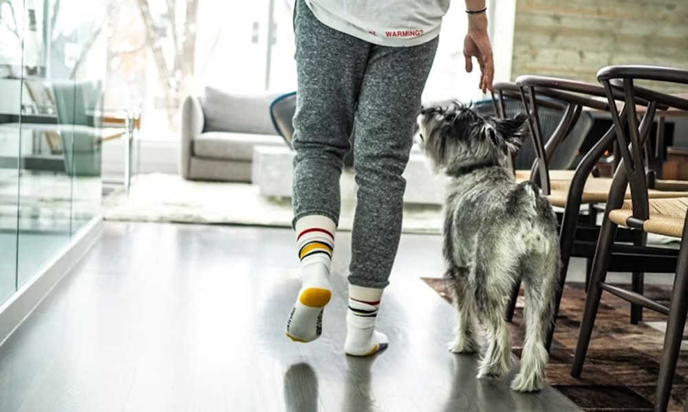 hozzank hasonlo allatot 2