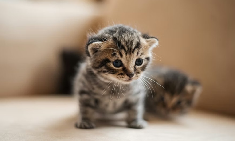 macskaevek emberi evekben 1