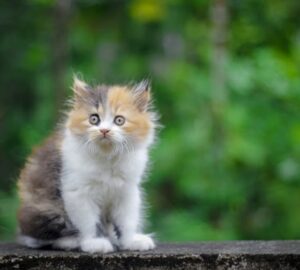 macskaevek emberi evekben 2