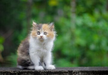 macskaevek emberi evekben 2