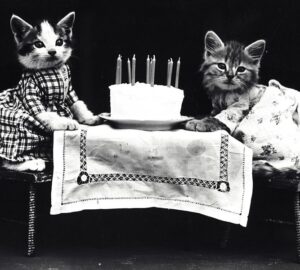 macskaevek emberi evekben 2026