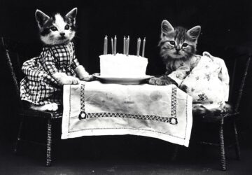 macskaevek emberi evekben 2026