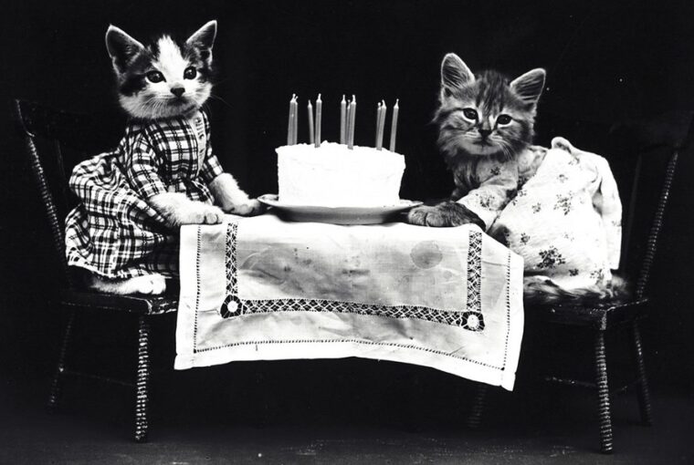 macskaevek emberi evekben 2026