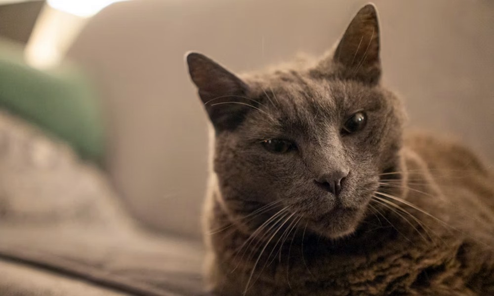 macskaevek emberi evekben 4