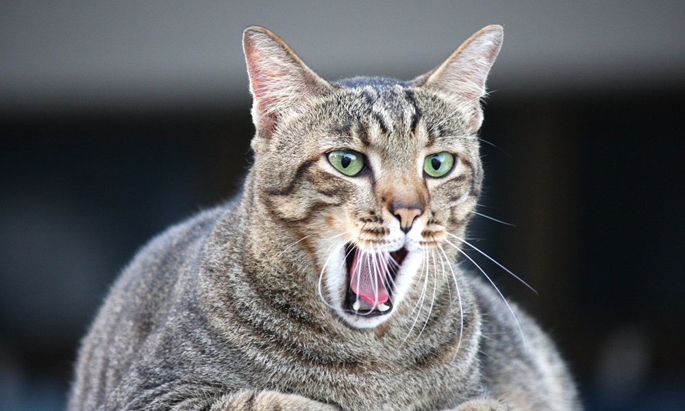 macskak fogyokuraja tablettaval 1 macskak fogyokuraja tablettaval 1