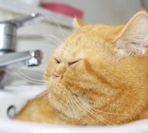 macskak fogyokuraja tablettaval