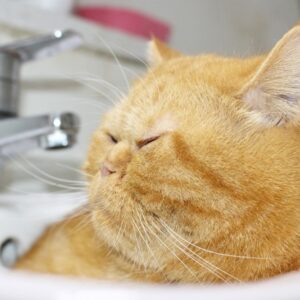 macskak fogyokuraja tablettaval