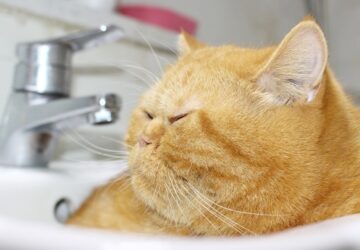 macskak fogyokuraja tablettaval