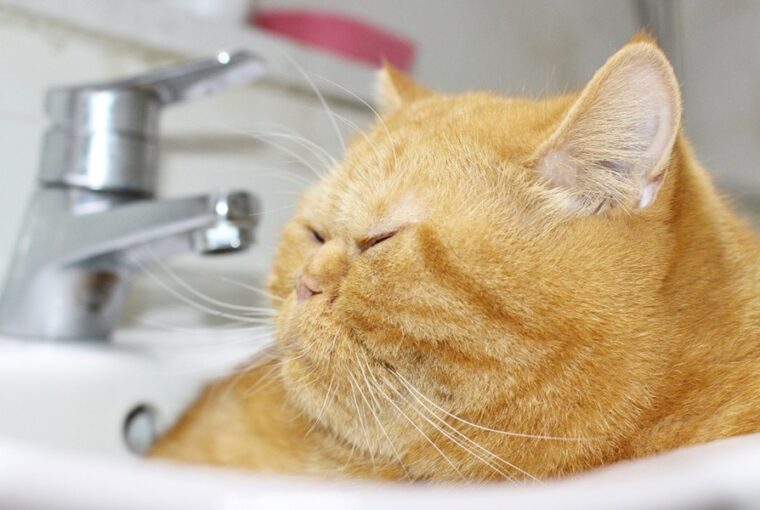 macskak fogyokuraja tablettaval