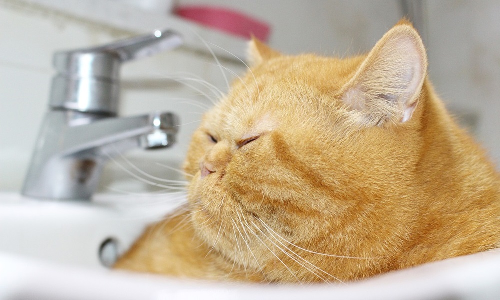 macskak fogyokuraja tablettaval