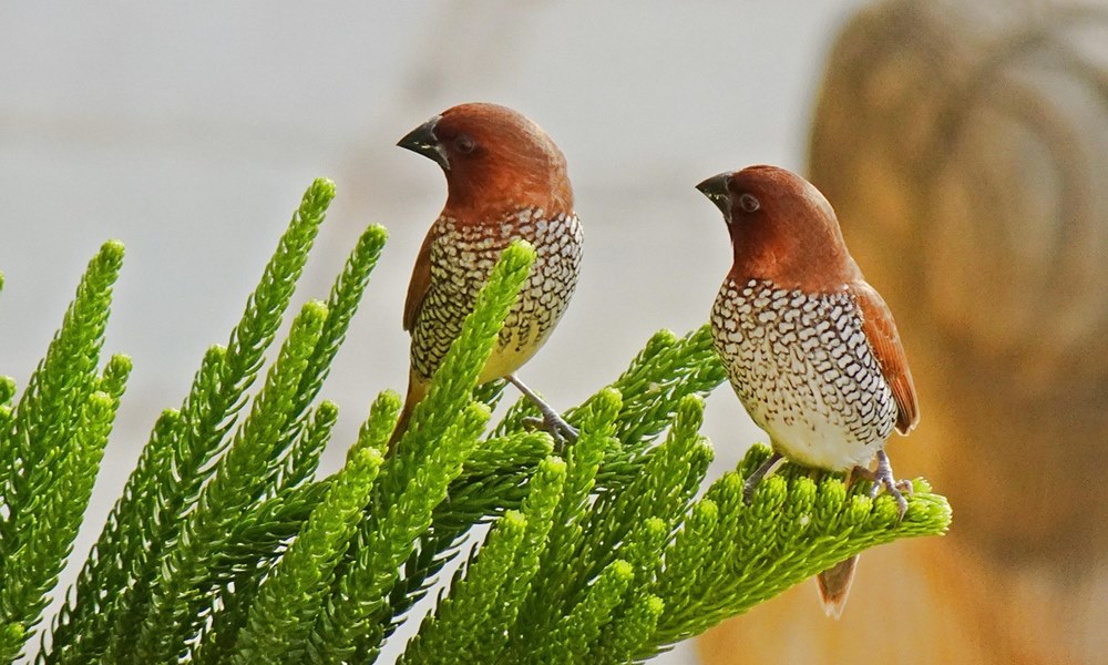 madar kezdo gazdiknak 2 2026 madar kezdo gazdiknak 2 2026