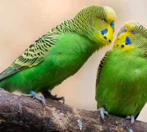 madar kezdo gazdiknak 2026