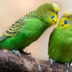 madar kezdo gazdiknak 2026