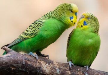 madar kezdo gazdiknak 2026