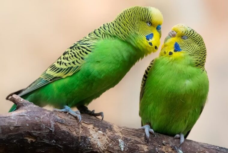 madar kezdo gazdiknak 2026