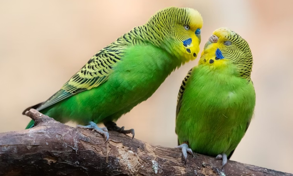 madar kezdo gazdiknak 2026