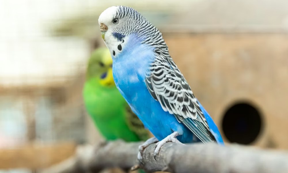 madar kezdo gazdiknak 3 2026 madar kezdo gazdiknak 3 2026