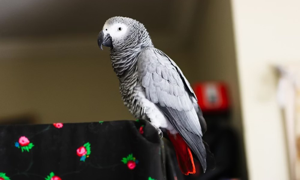 madar kezdo gazdiknak 5 2026 madar kezdo gazdiknak 5 2026