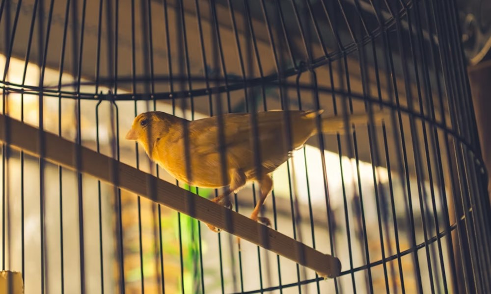 madar kezdo gazdiknak 6 2026 madar kezdo gazdiknak 6 2026