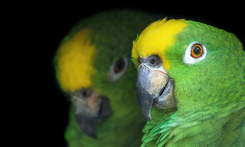 madar kezdo gazdiknak 7 2026 madar kezdo gazdiknak 7 2026