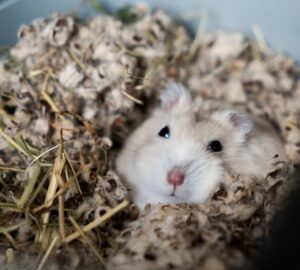 miert alszik tobbet a horcsog januarban 1