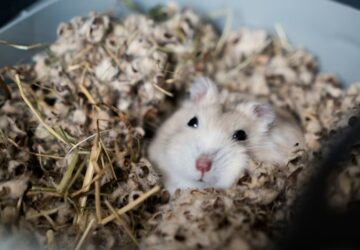 miert alszik tobbet a horcsog januarban 1