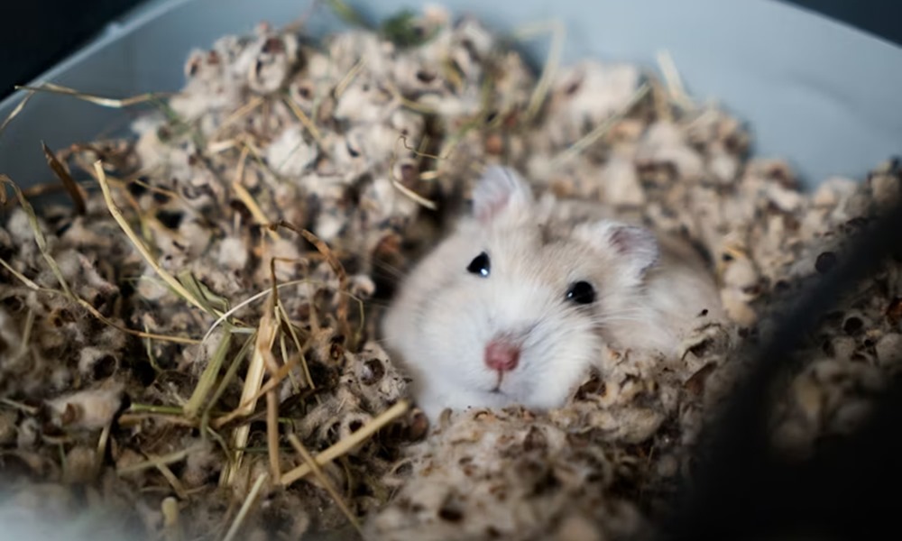 miert alszik tobbet a horcsog januarban 1