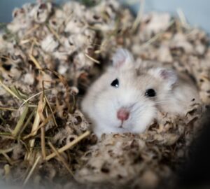 miert alszik tobbet a horcsog januarban 2026