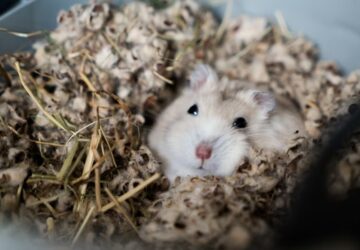 miert alszik tobbet a horcsog januarban 2026